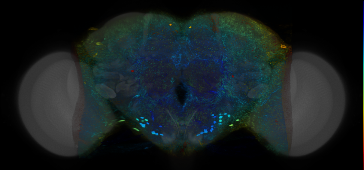 P{VT042477-GAL4} expression pattern