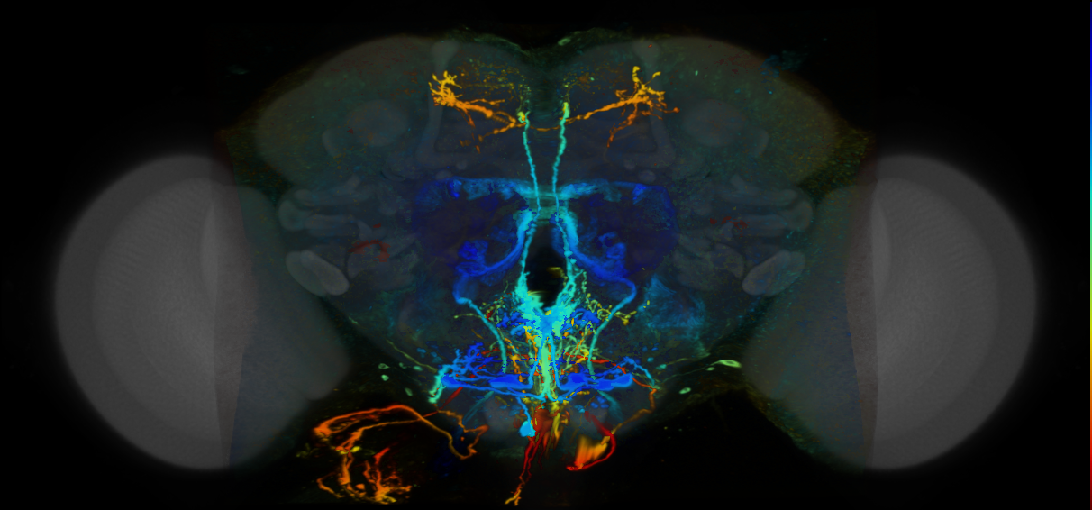 P{VT042568-GAL4} expression pattern