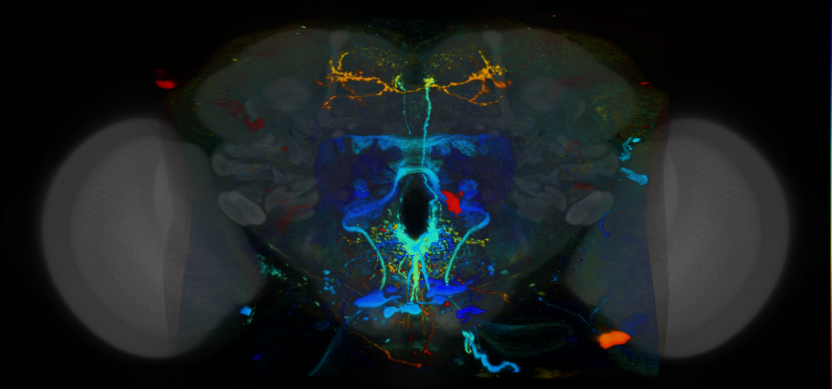 P{VT042568-GAL4} expression pattern