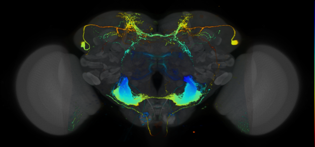 P{VT042573-GAL4} expression pattern