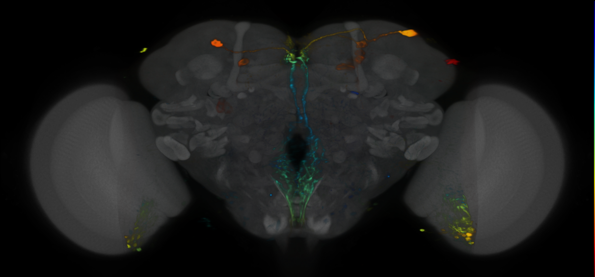 P{VT042586-GAL4} expression pattern
