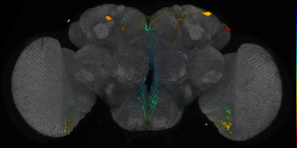 P{VT042586-GAL4} expression pattern