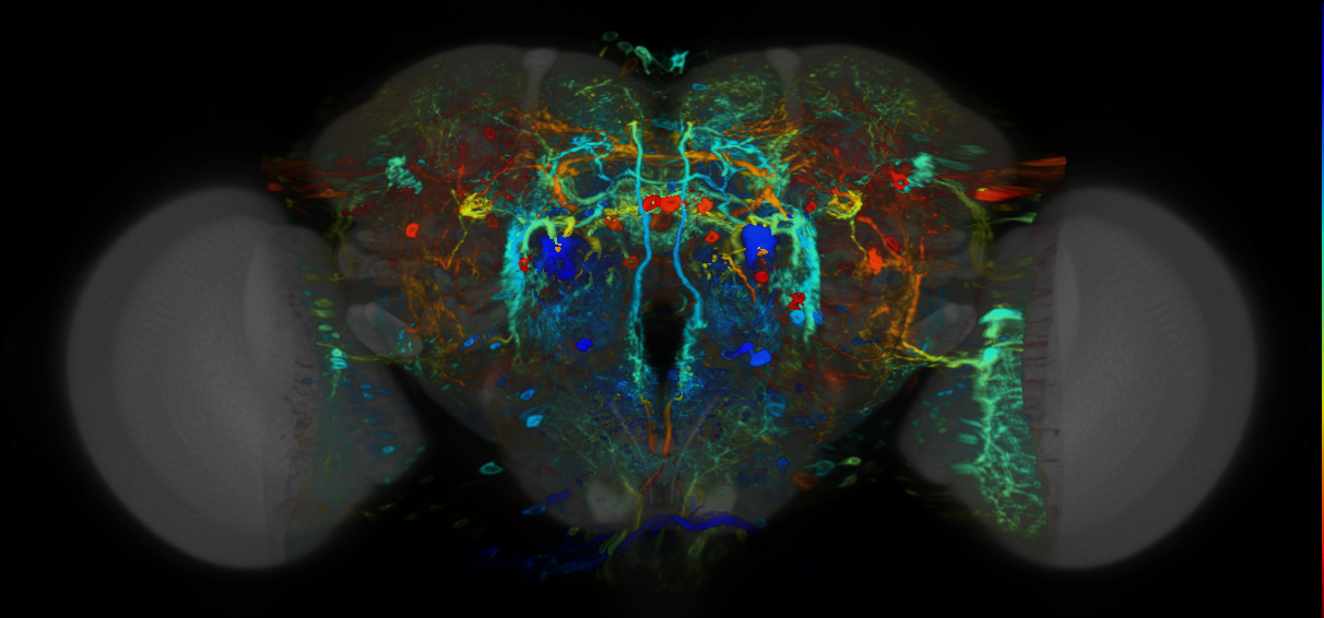P{VT042727-GAL4} expression pattern