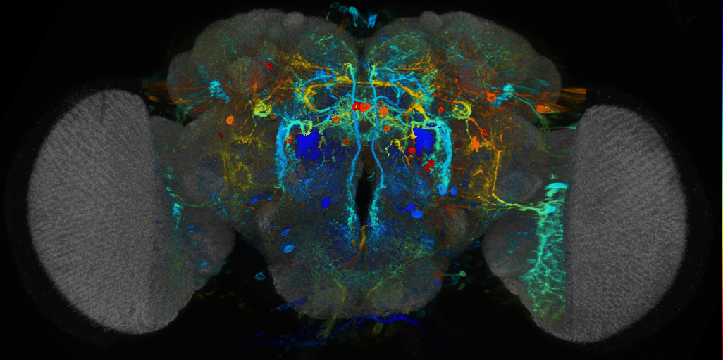 P{VT042727-GAL4} expression pattern