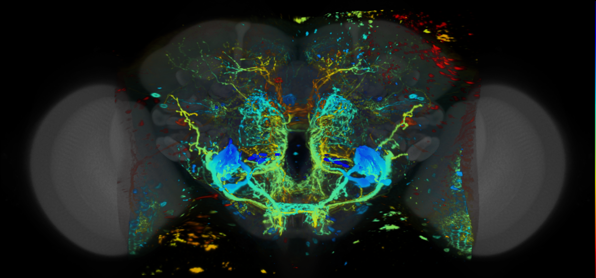 P{VT042740-GAL4} expression pattern