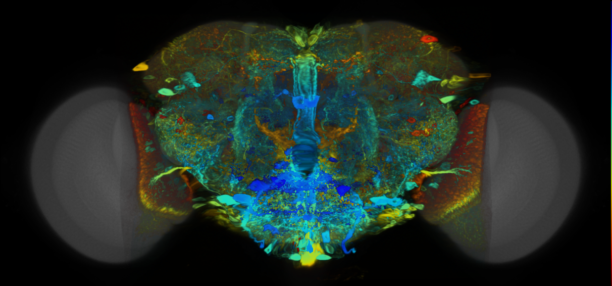 P{VT042743-GAL4} expression pattern