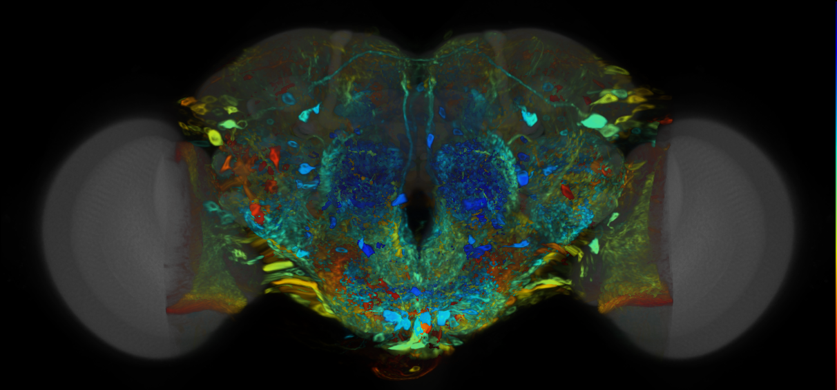 P{VT042744-GAL4} expression pattern