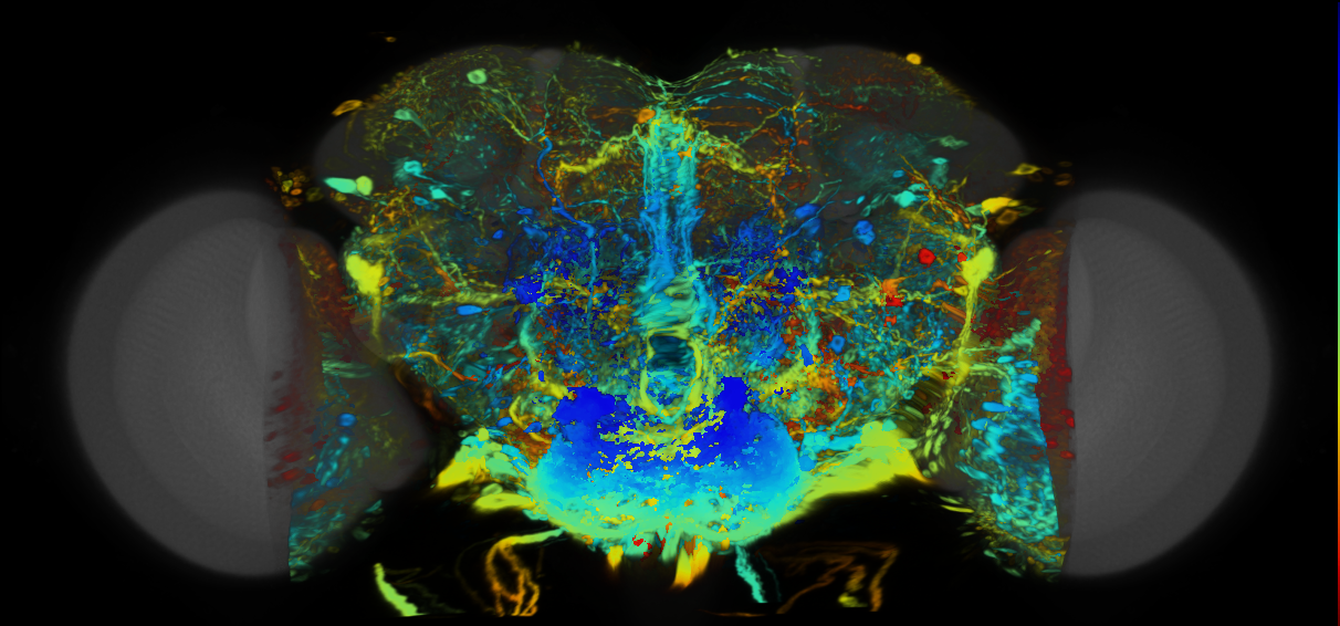 P{VT042749-GAL4} expression pattern