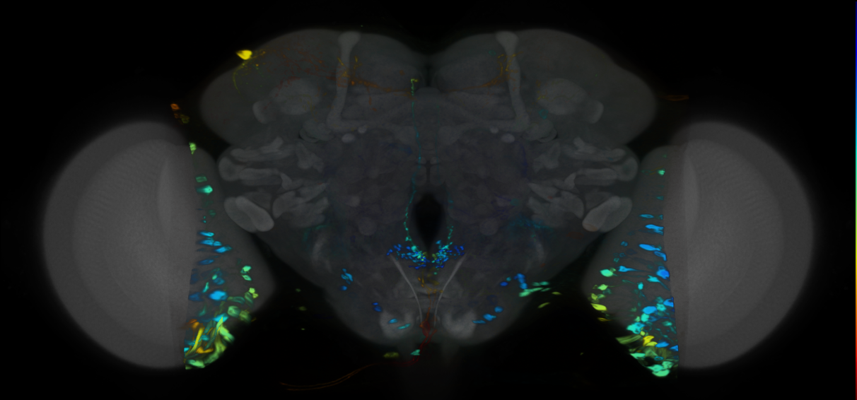 P{VT042765-GAL4} expression pattern