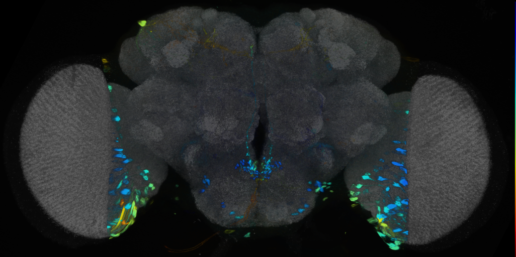 P{VT042765-GAL4} expression pattern