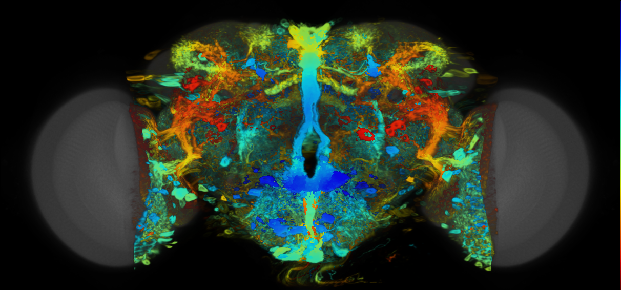 P{VT042782-GAL4} expression pattern