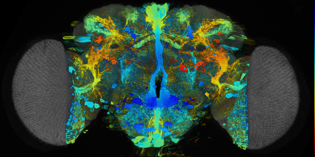 P{VT042782-GAL4} expression pattern