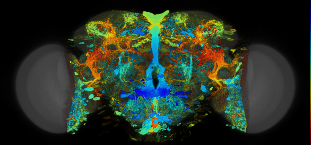 P{VT042782-GAL4} expression pattern