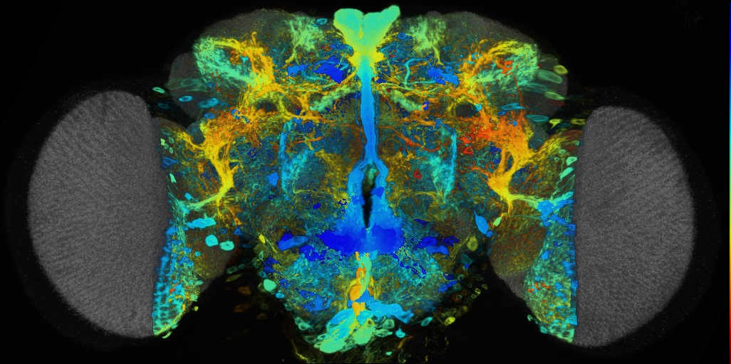 P{VT042782-GAL4} expression pattern