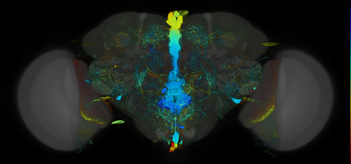 P{VT042783-GAL4} expression pattern