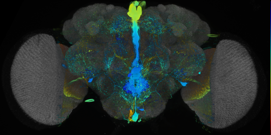 P{VT042783-GAL4} expression pattern