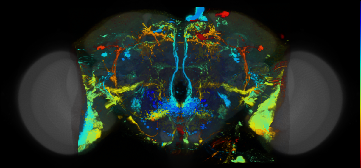 P{VT042785-GAL4} expression pattern