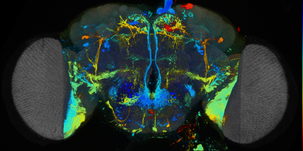 P{VT042785-GAL4} expression pattern