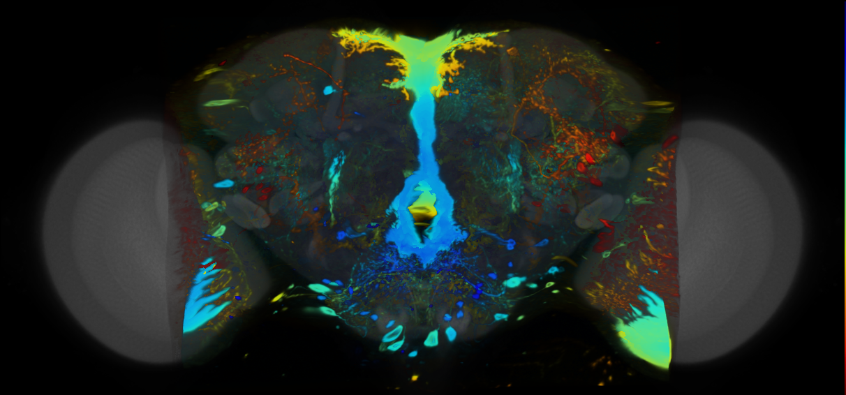 P{VT042797-GAL4} expression pattern