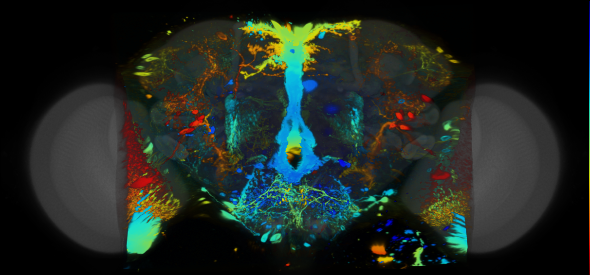 P{VT042797-GAL4} expression pattern