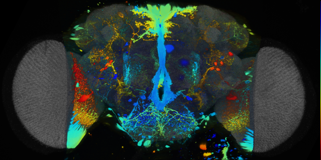 P{VT042797-GAL4} expression pattern