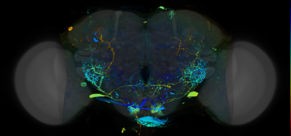 P{VT042832-GAL4} expression pattern