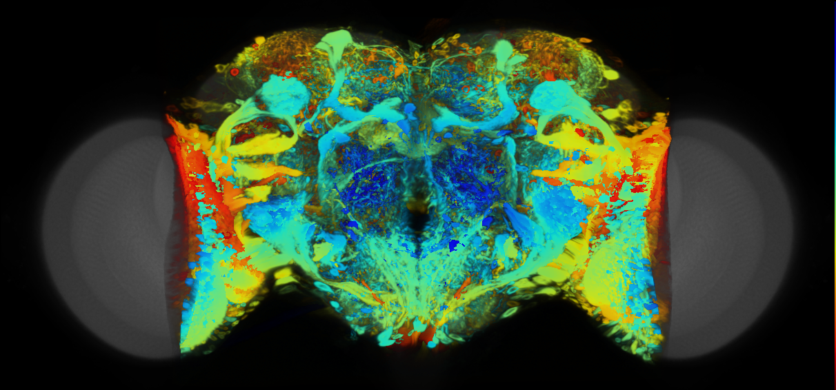 P{VT042838-GAL4} expression pattern