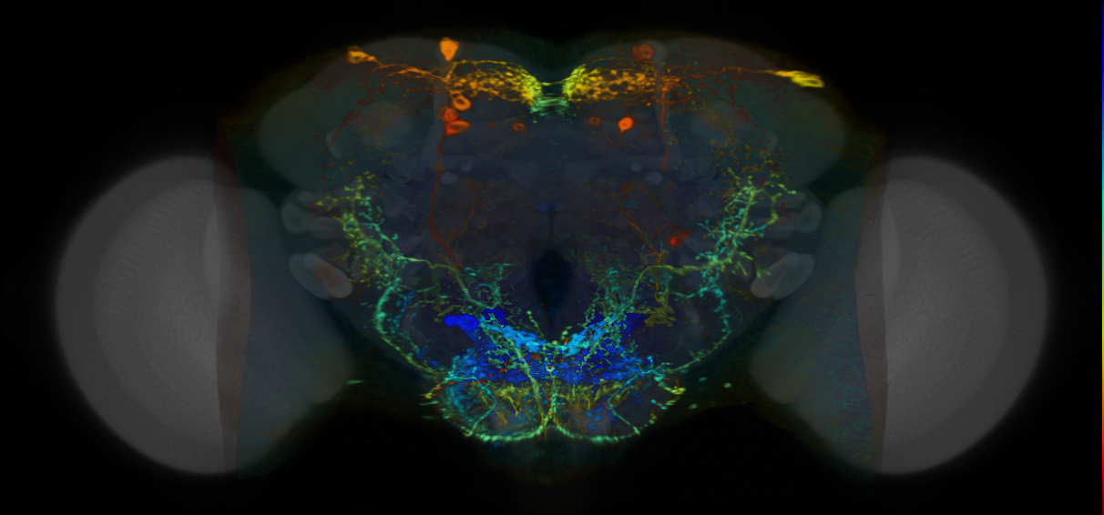 P{VT042846-GAL4} expression pattern