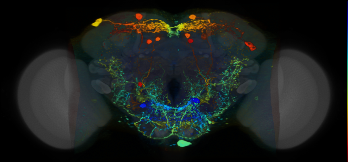 P{VT042846-GAL4} expression pattern