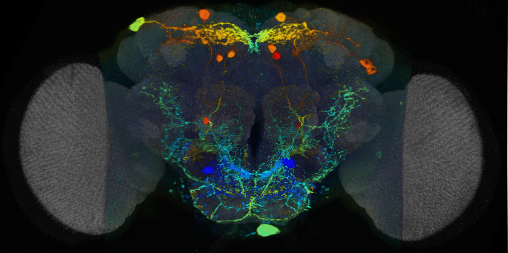 P{VT042846-GAL4} expression pattern