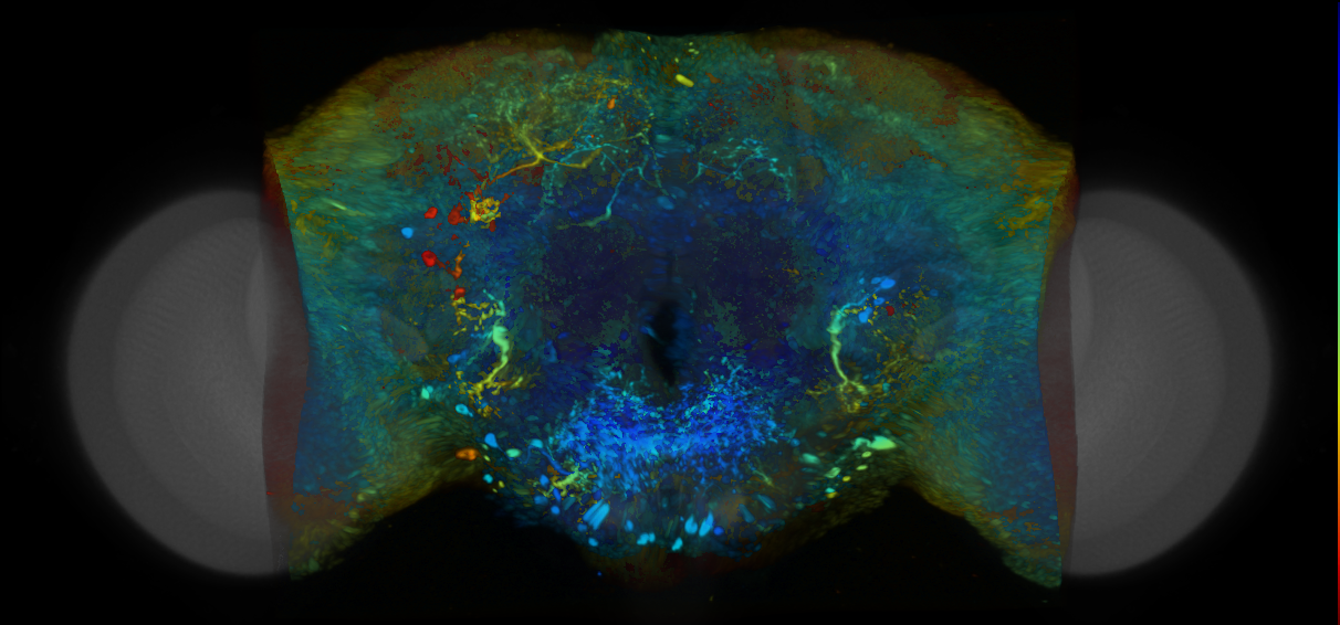P{VT042848-GAL4} expression pattern