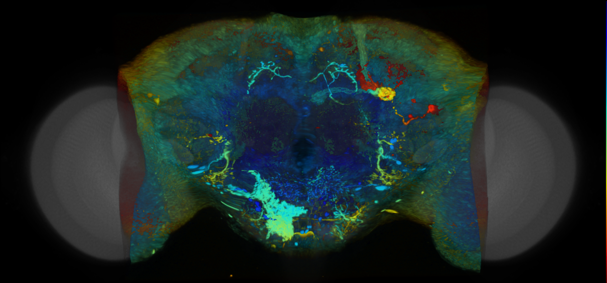P{VT042848-GAL4} expression pattern