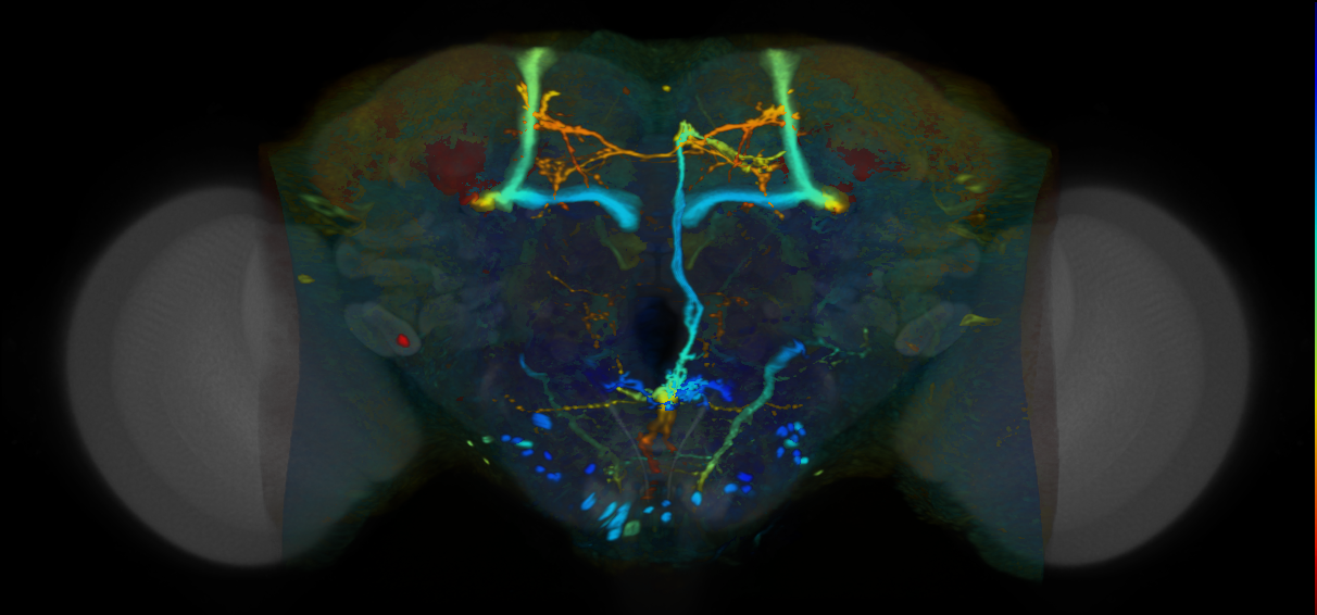 P{VT042849-GAL4} expression pattern