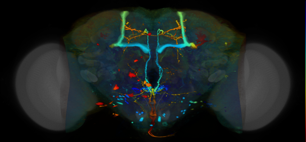 P{VT042849-GAL4} expression pattern