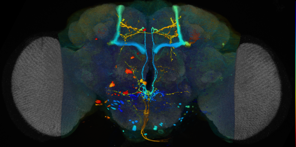 P{VT042849-GAL4} expression pattern