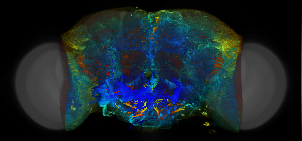 P{VT042855-GAL4} expression pattern