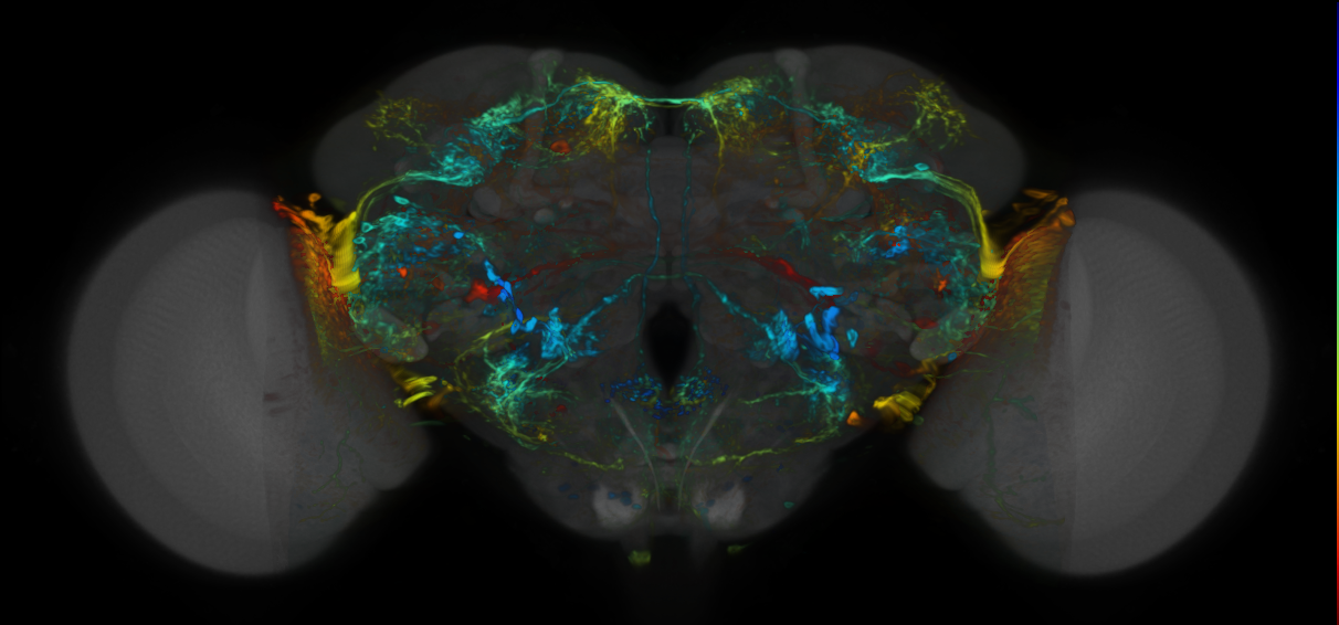 P{VT043054-GAL4} expression pattern
