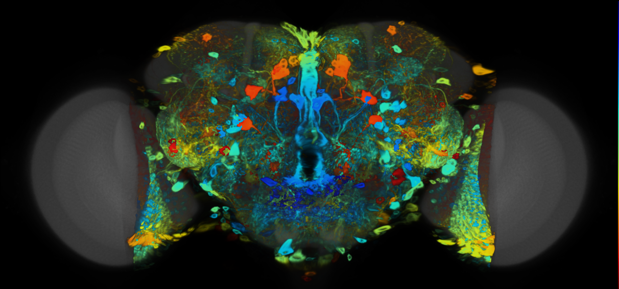 P{VT043062-GAL4} expression pattern