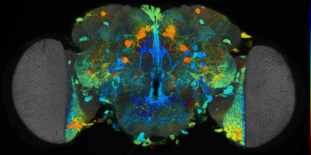P{VT043062-GAL4} expression pattern