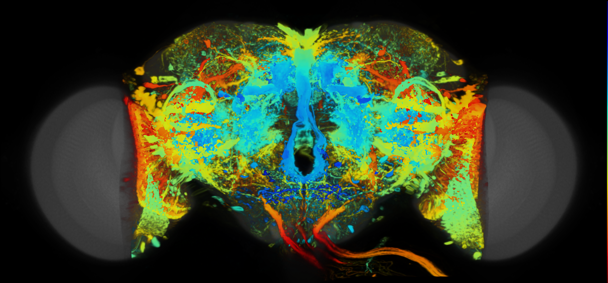 P{VT043066-GAL4} expression pattern