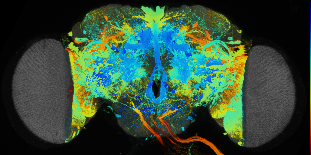 P{VT043066-GAL4} expression pattern