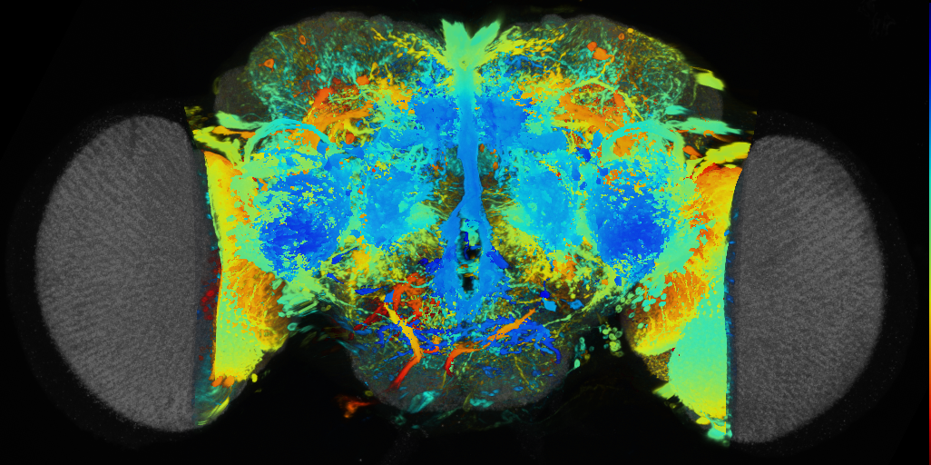 P{VT043066-GAL4} expression pattern