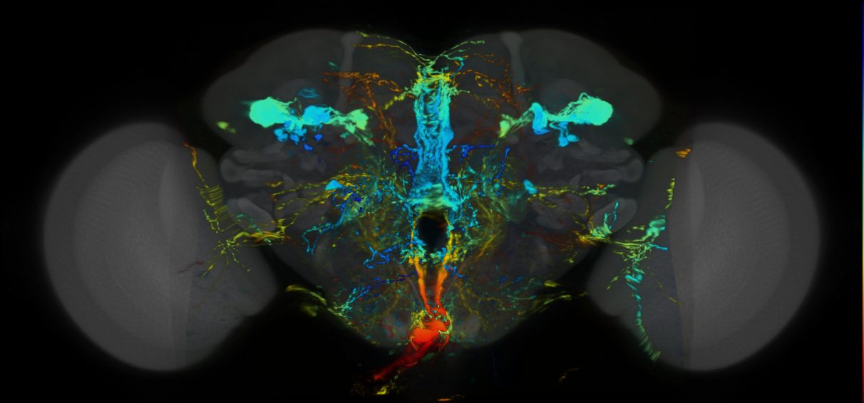 P{VT043086-GAL4} expression pattern