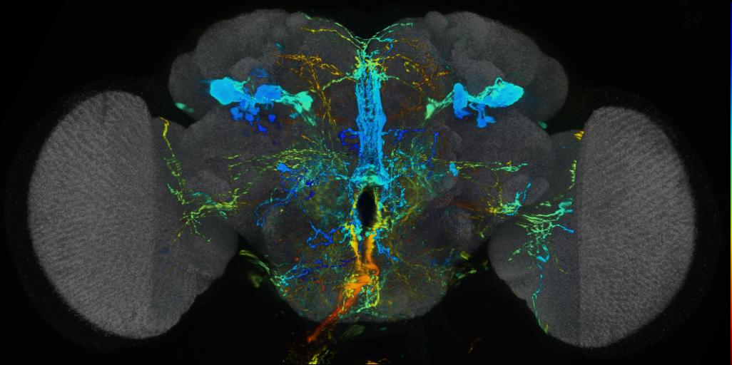 P{VT043086-GAL4} expression pattern