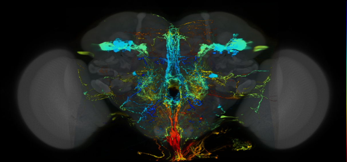 P{VT043086-GAL4} expression pattern