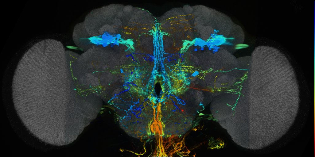 P{VT043086-GAL4} expression pattern