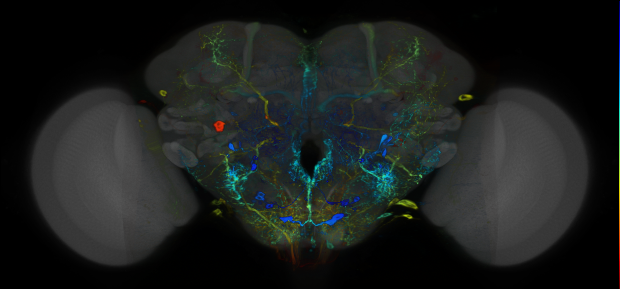 P{VT043290-GAL4} expression pattern