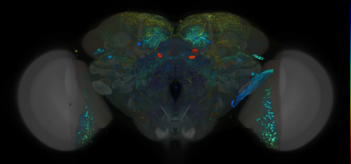 P{VT043294-GAL4} expression pattern