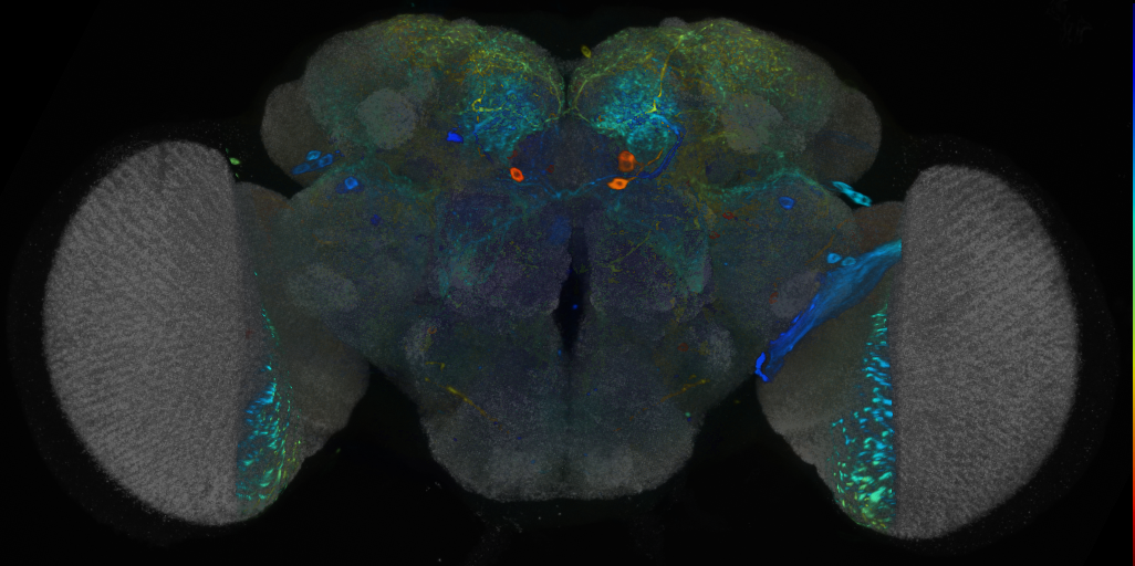 P{VT043294-GAL4} expression pattern