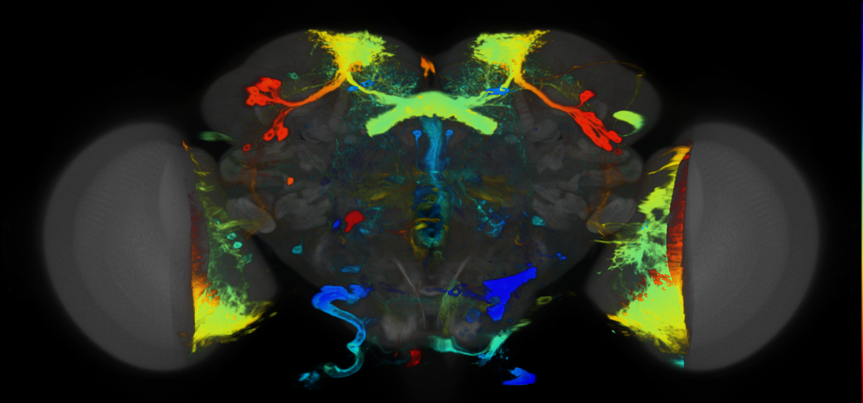 P{VT043400-GAL4} expression pattern